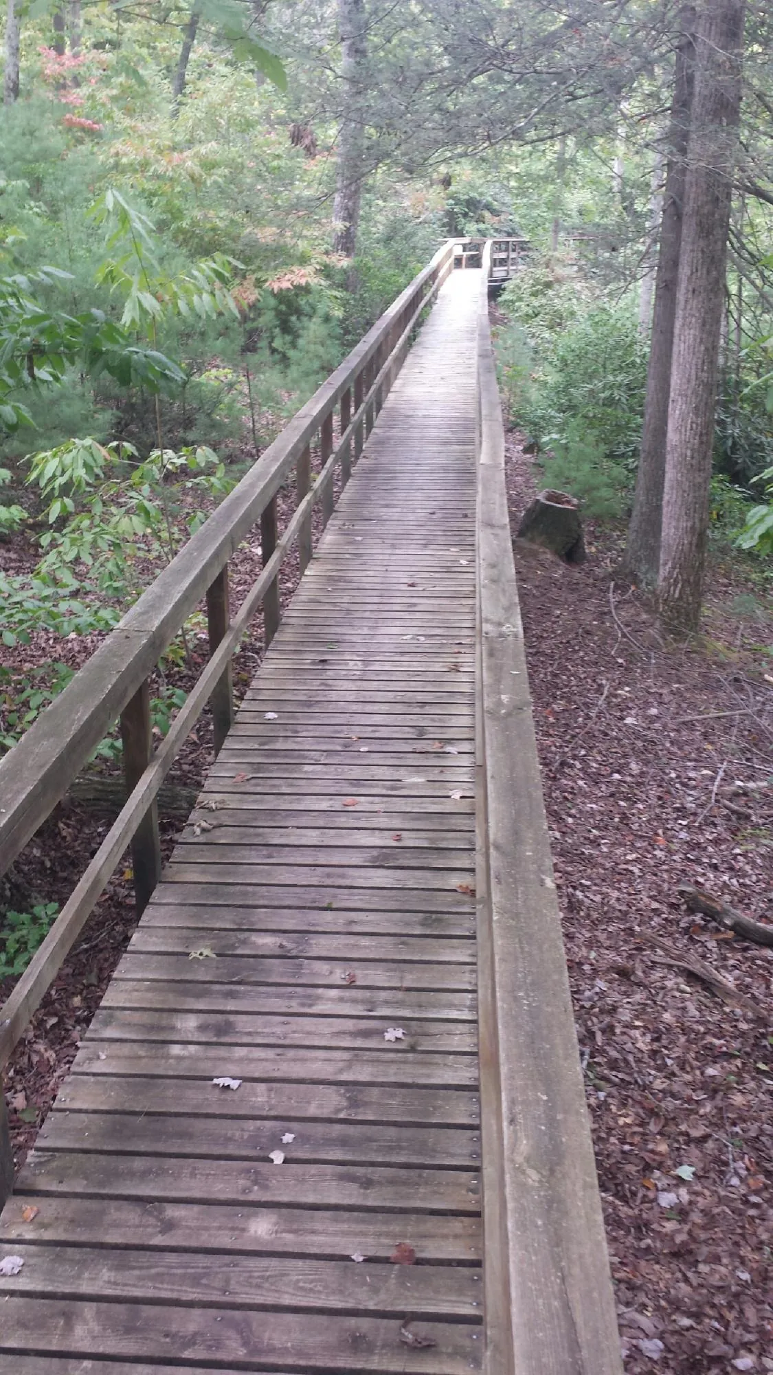 Long wood walkway with handrails built through the woods in Edgewood